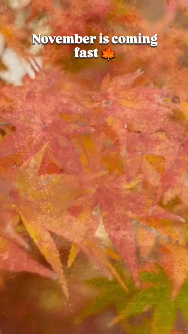 November’s coming fast 🍁
Don’t wait until the last minute to plan your content (or your sanity).
Here’s a few random holidays + observances to help spark ideas 👉 link in bio
#xoxoamberg #organizedonlineentrepreneur #onlinebusinesstips #freebies