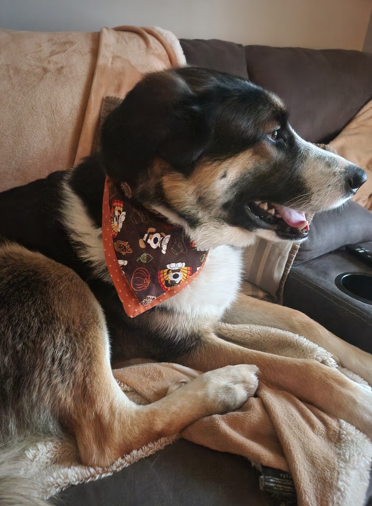 Happy Thanksgiving from Ezra and us.  I hope you have a great and yummy day.  We are headed to dinner at the post tonight.  Turkey is being put on the grill soon.