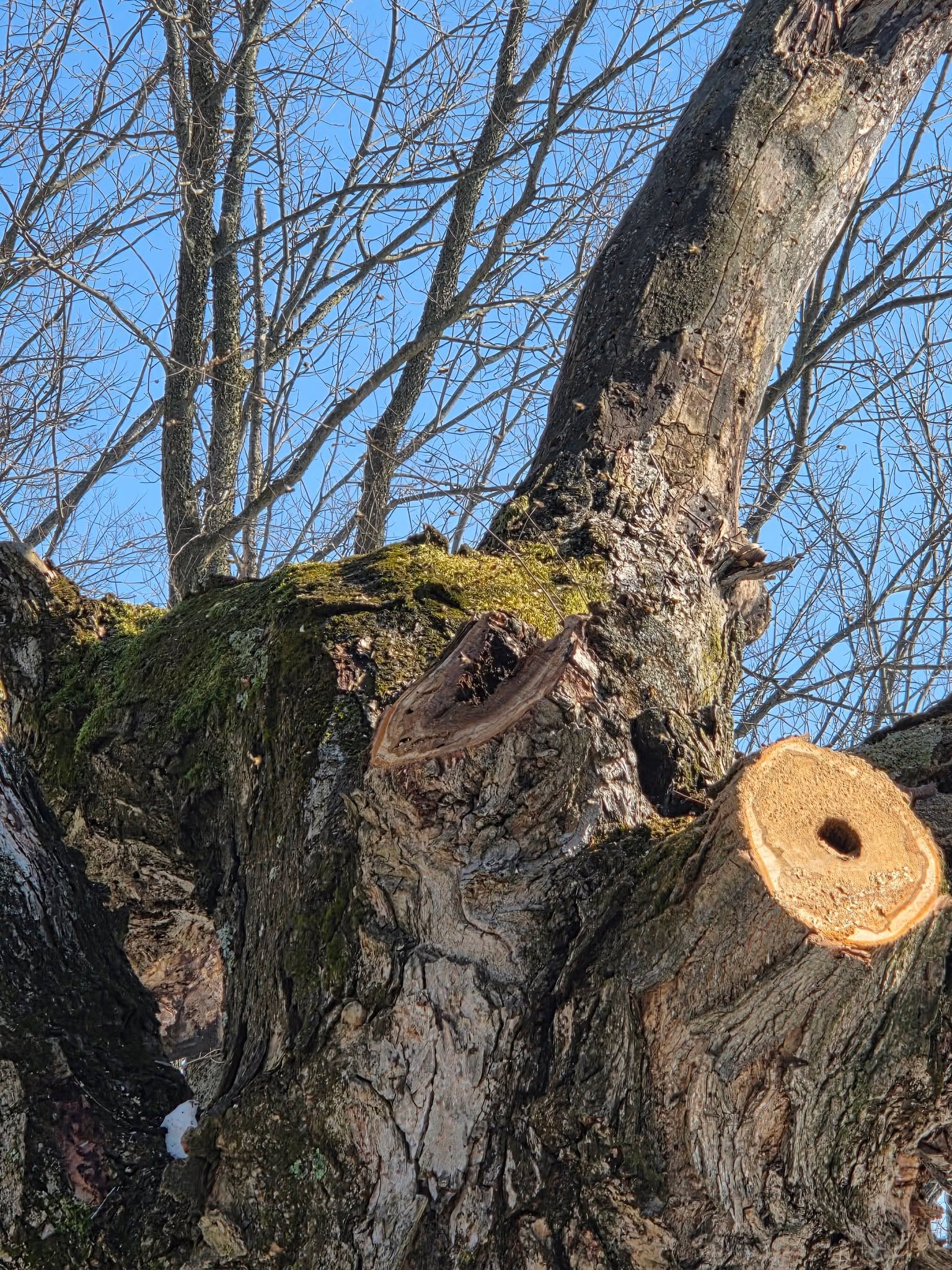 Im pretty sure I was fired today. 
Normally I quit. Today I think he fired me.

I waa cold. Then, you know, as you walk on the slushy snow, it packs down. Gets slick.  We'll me and my crappy feet struggled. 

I got so mad at myself because I can do this job. I've done this job countless times. But when I can't do something because of my feet I get so aggravated with myself. 

Jeremy said, "go on in the house,  chat with owner. Ill get you when I need you". He never came and got me. 🤣. So fired lol. 

But job ended early too due to bees living in the tree and not appreciating the wake up call.

I guess I'll make up for my subpar ground skills with yummy dinner. 

Sorry babe.