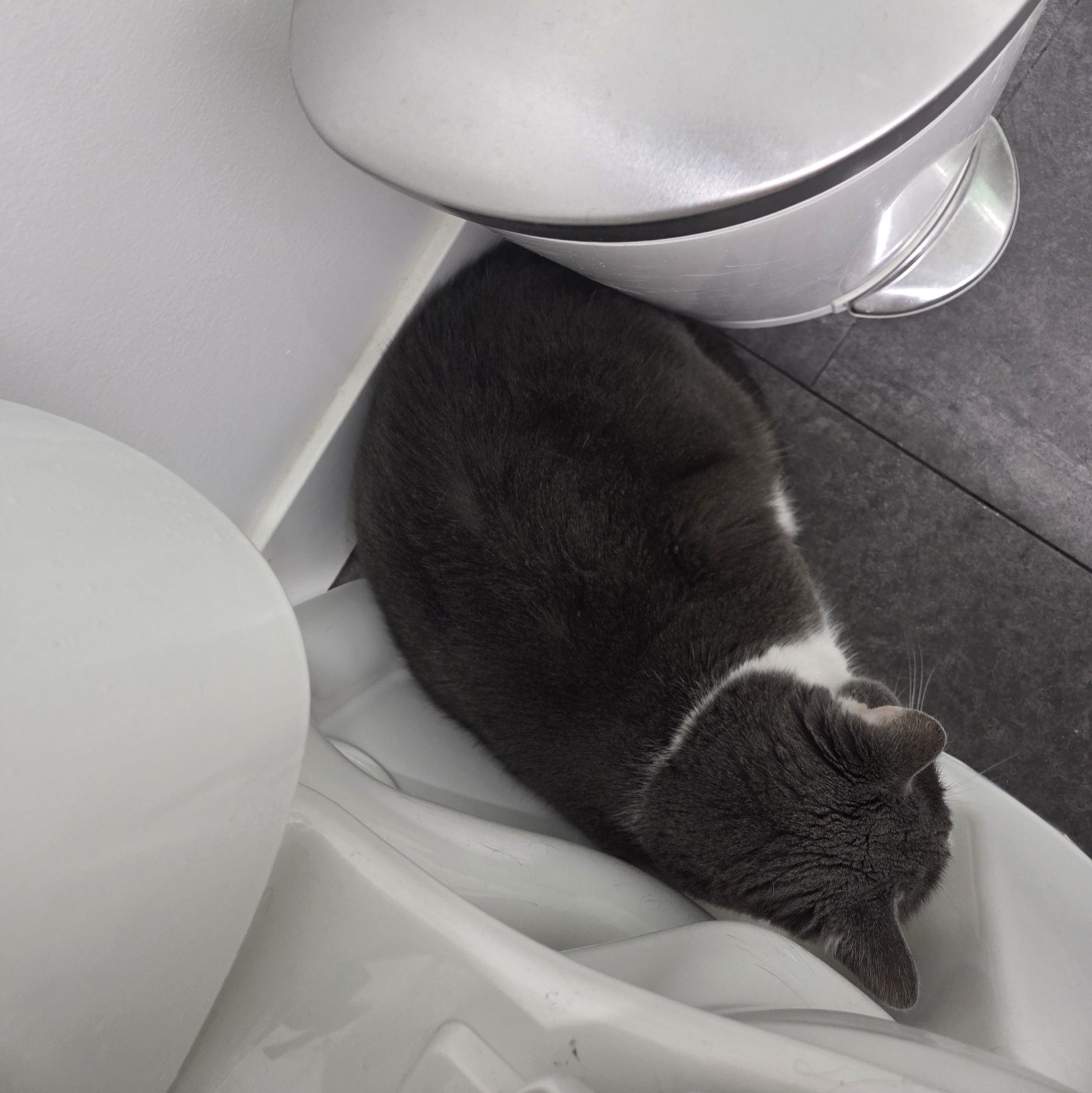 This is how you know it is storming...cookie is with his thunder buddy. 
Yes, yes that is the toilet.  And when you flush, he'll stand up, watch it, then sit back down.
He hides there, the dog hides upstairs.