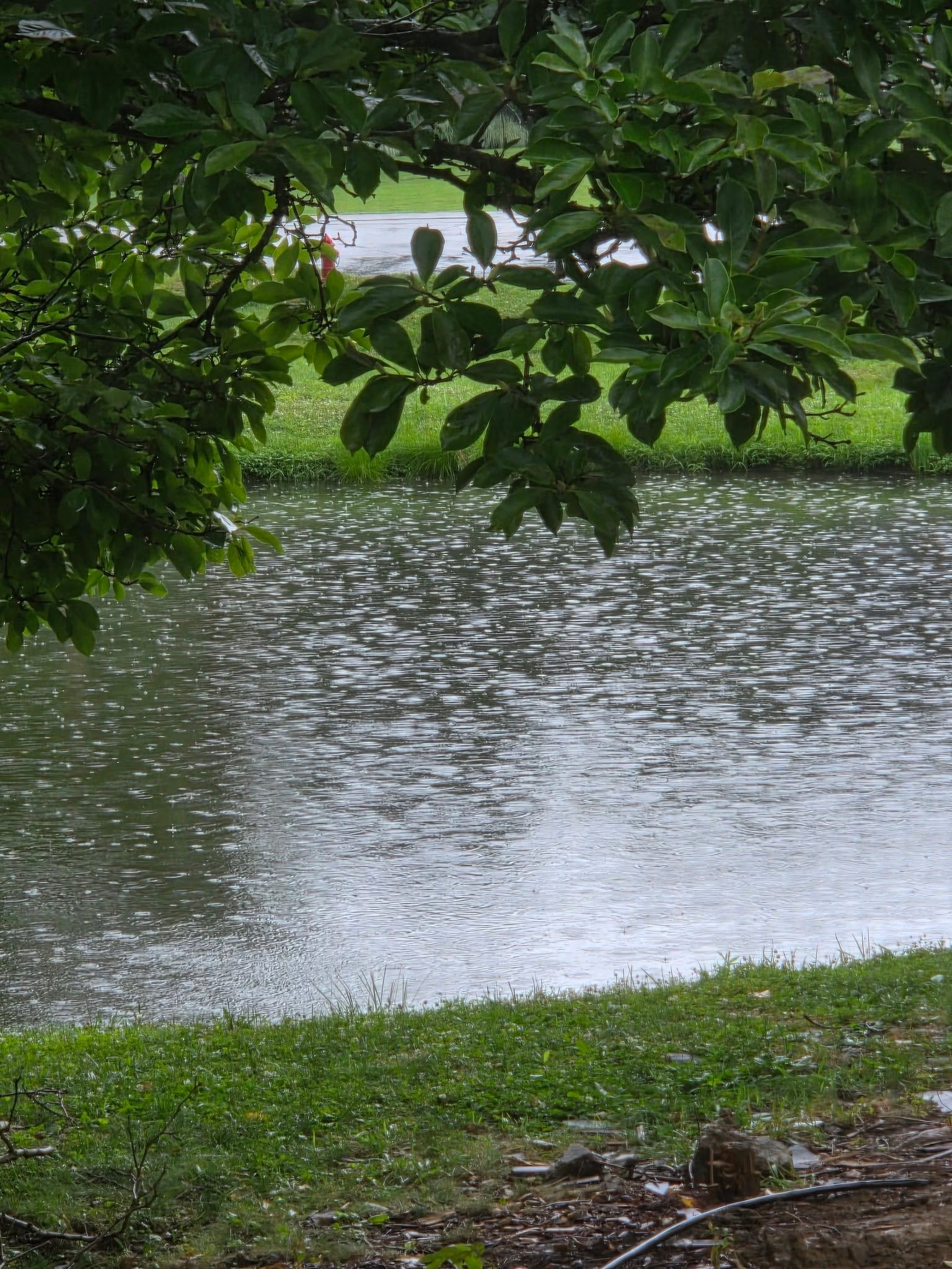 The rain settles my brain. The sound, the sight of it hitting the pond, trickling down my rain chain. 

Something about the rain relaxes me and motivates me. 

Go, enjoy it, dance in it, watch it.

Xoxo